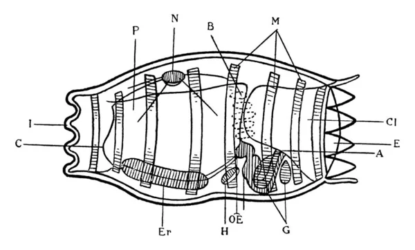 Étiquettes Gonades Fentes Branchiales Inhalant Ouverture Expirante Bande Ciliée Pharynx — Image vectorielle