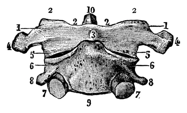 1本の椎骨の図には33本の椎骨があり 互いに連動して脊髄の列 ヴィンテージラインの図面や彫刻イラストを形成しています — ストックベクタ