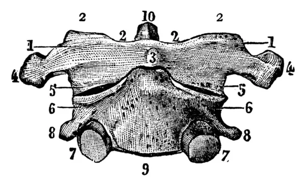 Figura Una Vértebra Hay Vértebras Que Entrelazan Entre Para Formar — Archivo Imágenes Vectoriales