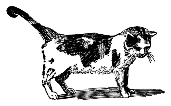 ネコ科で唯一の家畜化された種であり しばしば国内の猫 ヴィンテージラインの絵や彫刻のイラストと呼ばれる — ストックベクタ