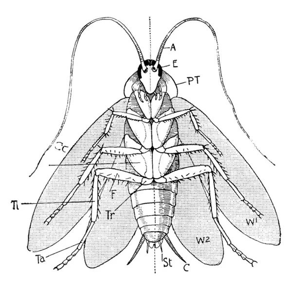 Этикетки Fennae Eye Prothorax Первая Пара Крыльев Вторая Пара Крыльев — стоковый вектор