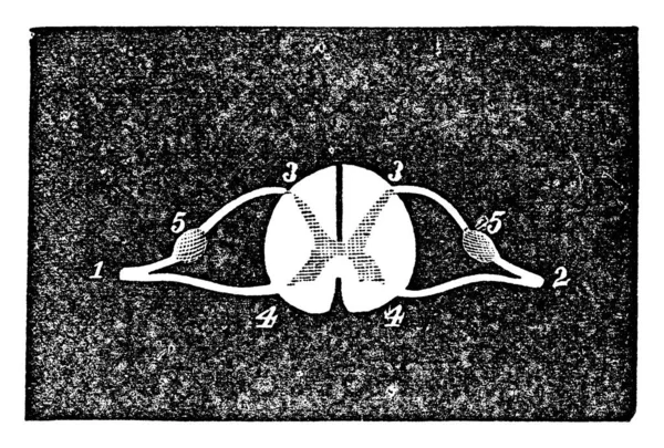 Метки Спинномозговые Нервы Происхождение Заднего Корня Происхождение Переднего Корня Комиссией — стоковый вектор