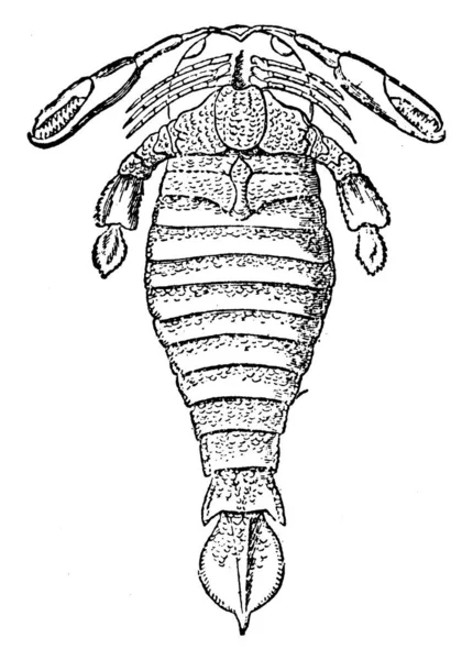 翼龙属 Pterygotus 是一种大型食肉动物 已经灭绝的水栖节肢动物 这里展示的是一个巨大的化石甲壳类动物 Pterygotus Anglicus 古老的线条画或雕刻插图 — 图库矢量图片