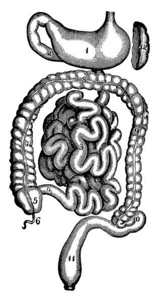 胃和肠子 有部分 和其他 老式线条画或雕刻插图 — 图库矢量图片