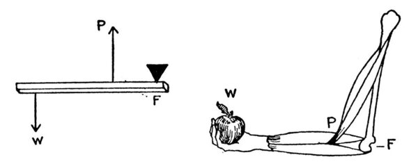 The lever of the third class has the power between the weight and the fulcrum. A sewing machine treadle and forearm are some of its examples, vintage line drawing or engraving illustration.
