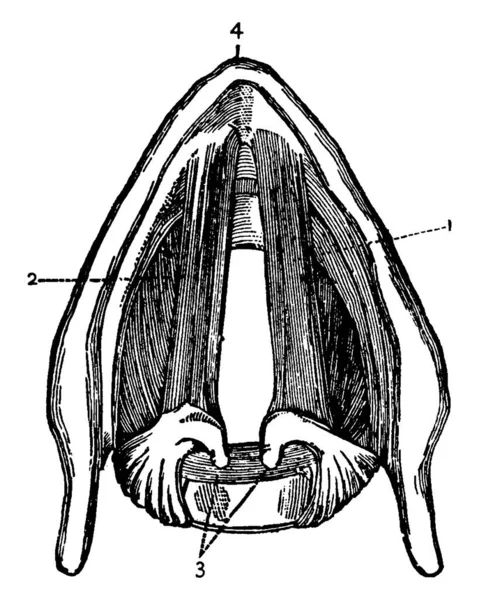 Ligaments Vocal Cords Med Delarna Märkta Och Ligaturer Arytenoid Brosk — Stock vektor