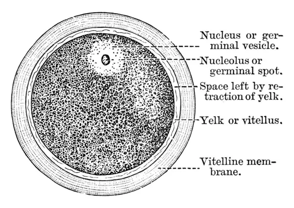 Représente Ovule Humain Montrant Les Parties Une Cellule Animale Comme — Image vectorielle