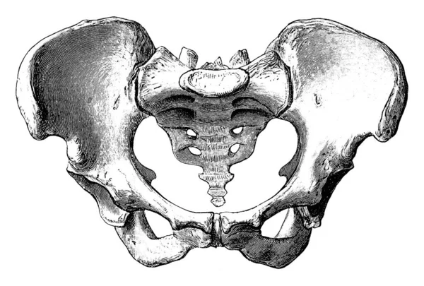 Pelvis Femenina Complejo Huesos Forma Cuenca Que Conecta Tronco Las — Vector de stock