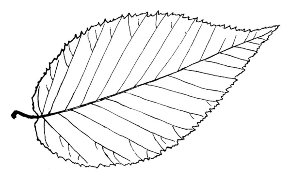 Feuilles Simples Alternes Souvent Paires Bord Très Pointu Inégal Plutôt — Image vectorielle