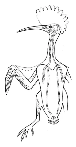 示意图显示羽毛主要生长的区域 乌普帕时期 虚线区域代表翼背 复古线条或雕刻图解 — 图库矢量图片