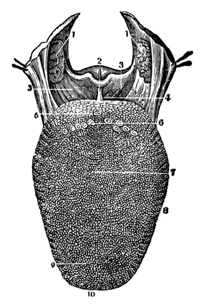 舌の上面の正面図 口蓋の骨のアーチのように それはそれに舌の上面の3枚の画像を示しています ヴィンテージライン図面や彫刻 — ストックベクタ