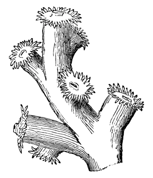 Radiate Polyp Coral Dendrophyllia Muestra Imágenes Pólipo Dibujo Línea Vintage — Archivo Imágenes Vectoriales