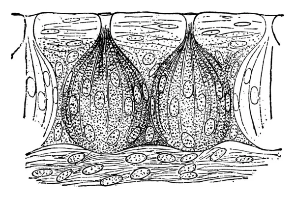 味覚芽 味覚芽 味覚芽 味覚芽 の三種類の画像を示すもので 三つの画像に二つの味覚芽 ヴィンテージ線画または彫刻 を示す — ストックベクタ