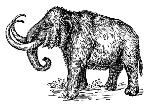 매머드 Mommuthus 종들은 포유류의 순서를 이루고 아시아 코끼리 빈티지 선그리기 — 스톡 벡터