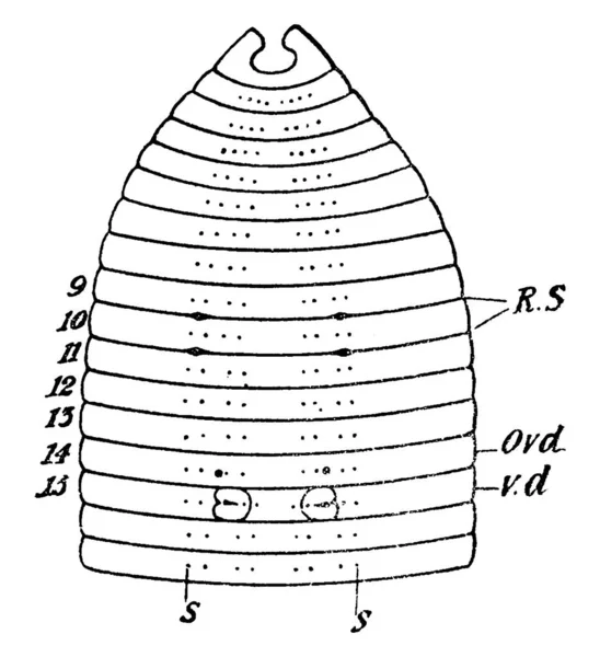 Les Huit Setae Sur Chaque Segment Taches Entre Indiquent Des — Image vectorielle