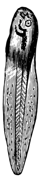 Pollywog Который Является Одной Фазой Развития Головастика Рисования Винтажных Линий — стоковый вектор