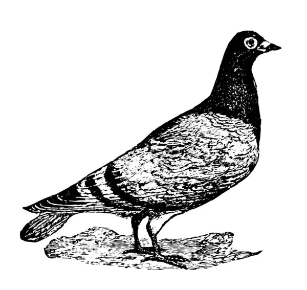 Carrier Pigeon Also Known Homing Pigeons Vintage Line Drawing Engraving — Stock Vector