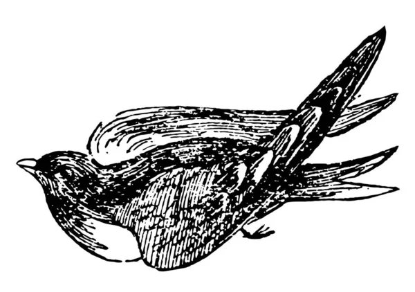 Martin Pássaro Tipo Engolir Desenho Linha Vintage Gravura Ilustração —  Vetores de Stock