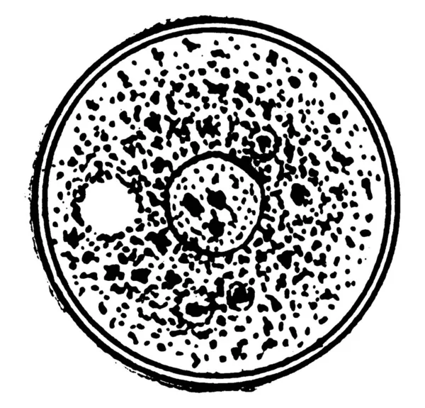Сферические Клетки Иллюстрирующие Общую Универсальную Симметрию Рисунок Винтажных Линий Гравировку — стоковый вектор