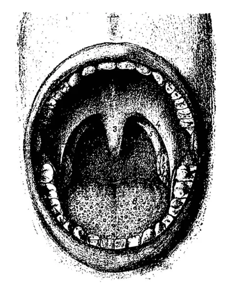 Diyagram Mouth Vintage Çizgi Çizme Veya Oyma Illüstrasyon Temsil Eder — Stok Vektör