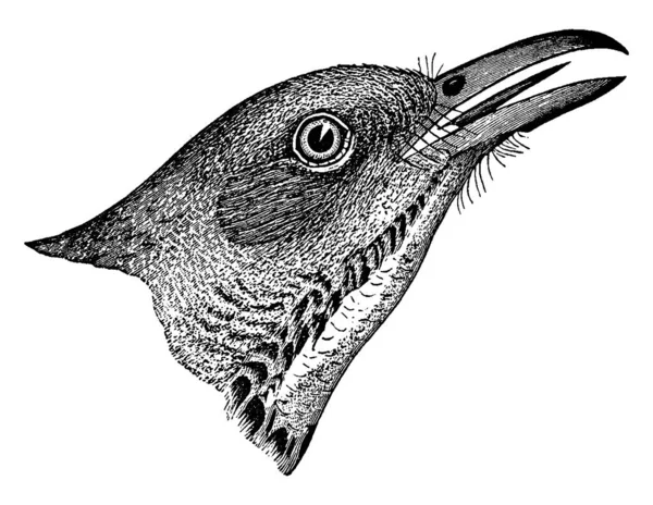 Thasher Statliga Fågeln Georgien Vintage Linje Ritning Eller Gravyr Illustration — Stock vektor
