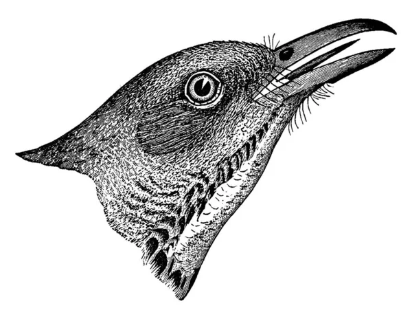 Ташер Птица Штата Джорджия Рисунок Винтажных Линий Гравировка — стоковый вектор