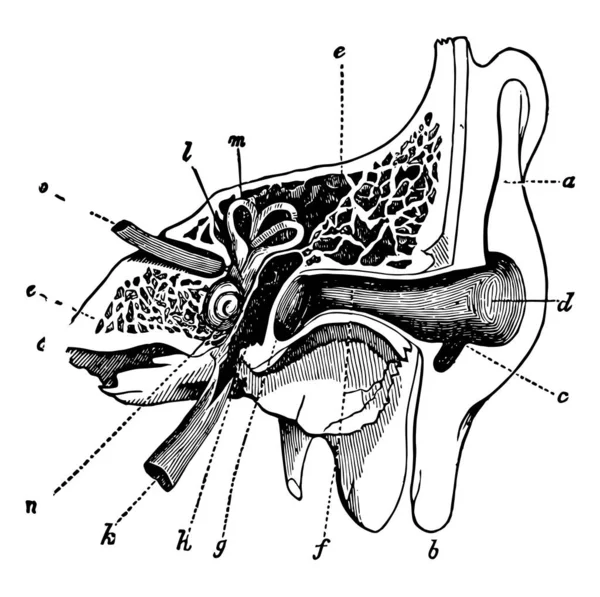 Cette Illustration Représente Une Section Transversale Oreille Dessin Trait Vintage — Image vectorielle