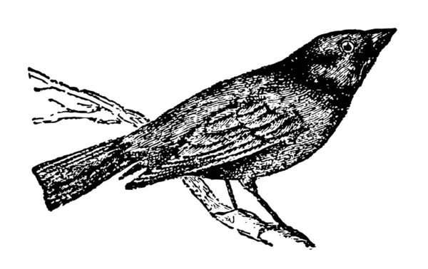 Uccello Mucca Nella Famiglia Starling Disegno Linea Vintage Incisione Illustrazione — Vettoriale Stock