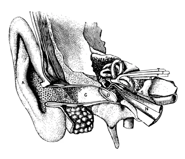 Illustration Represents General View Organ Hearing Vintage Line Drawing Engraving — Stock Vector