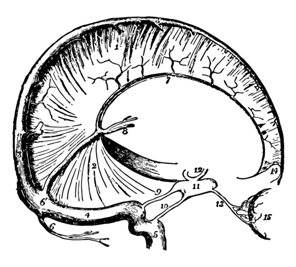 硬脑膜和颅窦 复古线条画或雕刻插图 — 图库矢量图片