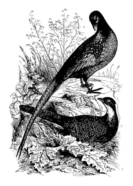 欧洲的野鸡被誉为游戏鸟 更喜欢在沼泽 复古线条画或雕刻插图中的家 — 图库矢量图片