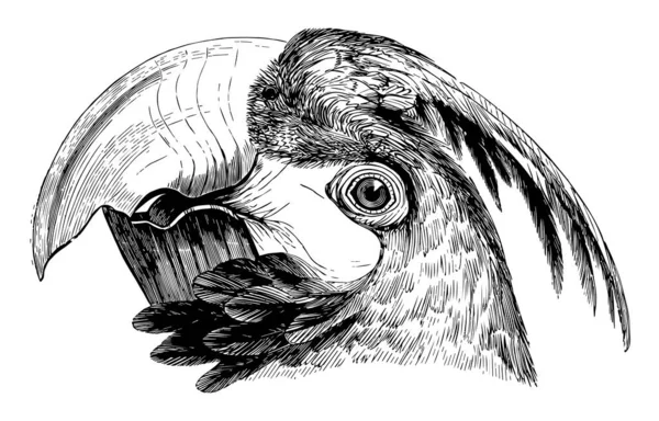 Tête Macaw Avec Grand Bec Convexe Dessin Ligne Vintage Illustration — Image vectorielle