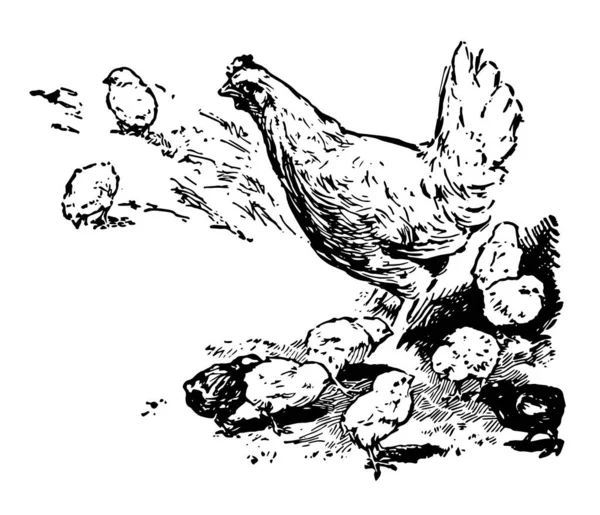 Cette Image Représente Dix Poulets Dessin Ligne Vintage Illustration Gravure — Image vectorielle