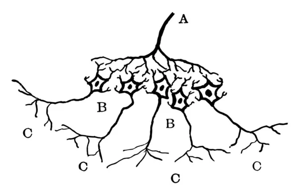 交感神経ニューロン ビンテージの線描画や彫刻イラストに脳脊髄液の関係を示す図 — ストックベクタ