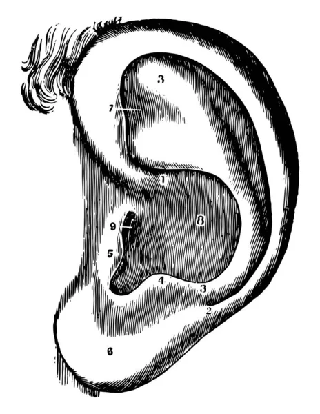 Denna Illustration Representerar Vänster Örat Vintage Linje Ritning Eller Gravyr — Stock vektor