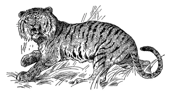 Tiger Vintage Linje Ritning Eller Gravyr Illustration — Stock vektor