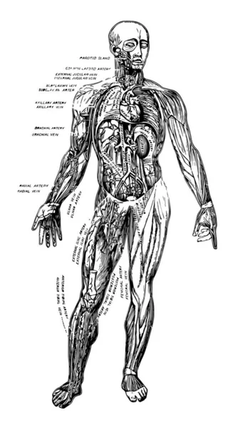 胸部と腹部 ビンテージの線描画や彫刻イラストの権利特定臓器の主要筋肉 — ストックベクタ