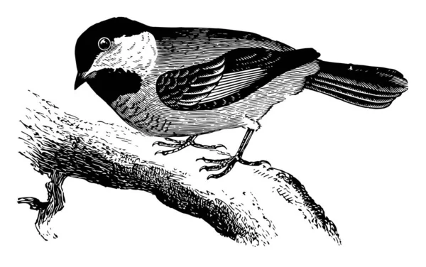 Gemeenschappelijke Chickadee Gevonden Verenigde Staten Vintage Lijntekening Gravure Illustratie — Stockvector