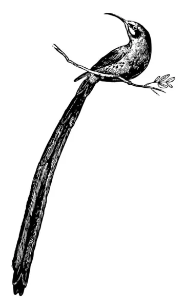 Cape Promerops Jest Ptak Długo Ozdobny Ogon Vintage Rysowania Linii — Wektor stockowy