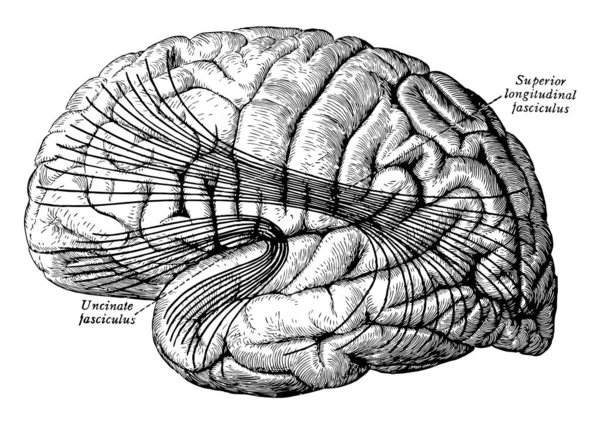 Найважливіші Пов Язані Траєкторії Мозку Вінтажний Малюнок Лінії Або Гравюрна — стоковий вектор