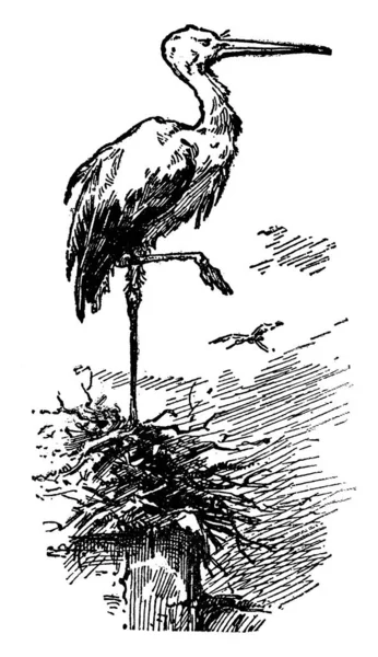 站在一条腿上的鹳鸟 复古线条画或雕刻插图 — 图库矢量图片