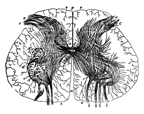 Увеличенный Вид Поперечного Сечения Спинного Мозга Через Середину Расширения Ламбада — стоковый вектор
