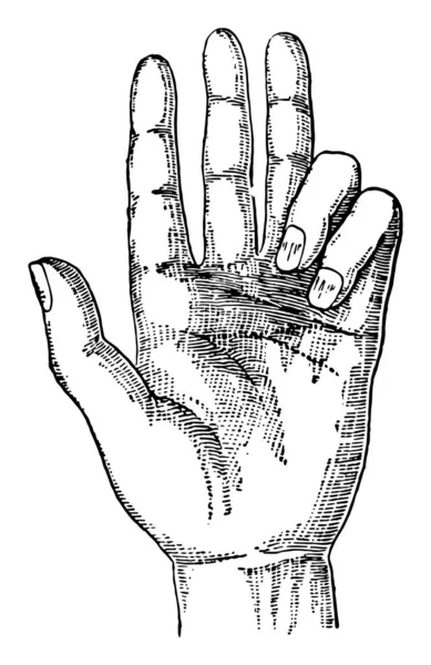 Рука Большим Количеством Пальцев Рисунок Винтажной Линии Гравировка — стоковый вектор
