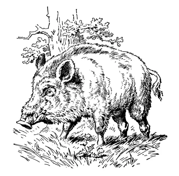 Wildschwein Linienzeichnung Oder Gravurillustration — Stockvektor