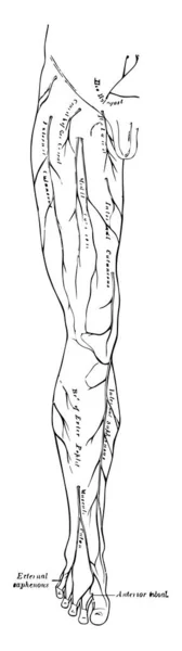 この図は足の神経 ビンテージの線描画や彫刻イラストを表します — ストックベクタ