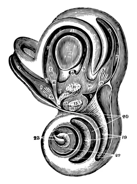 Diese Illustration Stellt Ein Knöchernes Labyrinth Des Innenohrs Eine Vintage — Stockvektor