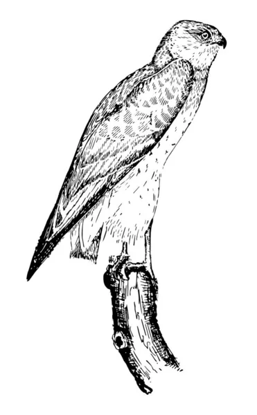 Marsh Hawk Mají Silný Zahnutý Zobák Ostré Zahnuté Drápy Vintage — Stockový vektor