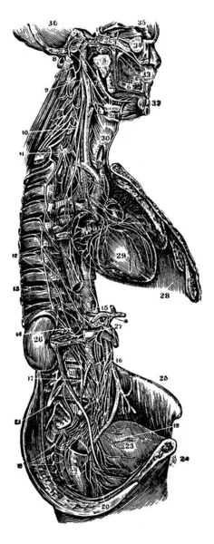 Ilustrasi Ini Merupakan Sympathetic Nervous System Gambar Garis Vintage Atau - Stok Vektor