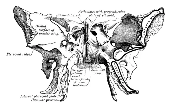 Cette Illustration Représente Sphenoid Bone Dessin Ligne Vintage Illustration Gravure — Image vectorielle