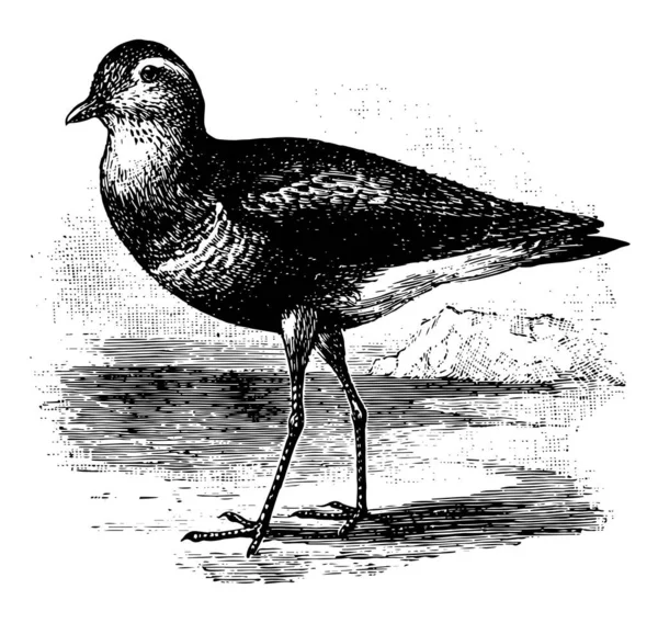 Dotterel Piccolo Trampoliere Nella Famiglia Uccelli Plover Disegno Linee Vintage — Vettoriale Stock